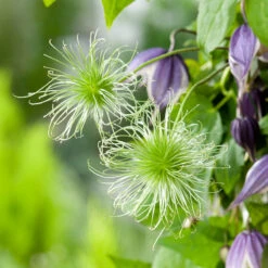 Klematis 'Blue Eclipse' -Hot Sale Wexthuset Store klattervaxt klematis blue eclipse 1