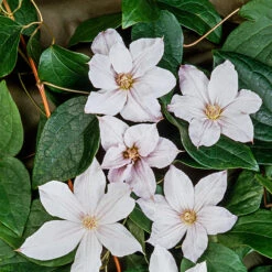 Klematis 'Jackmanii Alba' -Hot Sale Wexthuset Store klattervaxt klematis jackmanii alba 1