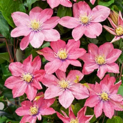 Klematis 'Little Mermaid' -Hot Sale Wexthuset Store klattervaxt klematis little mermaid 1