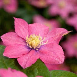 Klematis 'Little Mermaid' -Hot Sale Wexthuset Store klattervaxt klematis little mermaid 2