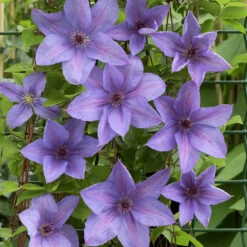 Klematis 'Minister' -Hot Sale Wexthuset Store klattervaxt klematis minister 1