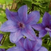 Klematis 'Minister'
