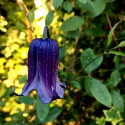 Klematis 'Rooguchi' -Hot Sale Wexthuset Store klattervaxt klematis rooguchi 1