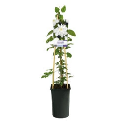 Klematis 'Sylvia Denny' -Hot Sale Wexthuset Store klattervaxt klematis sylvia denny