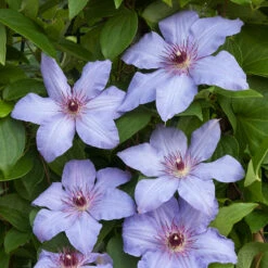 Klematis 'The First Lady' -Hot Sale Wexthuset Store klattervaxt klematis the first lady 1