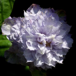 Klematis 'Veronica's Choice' -Hot Sale Wexthuset Store klattervaxt klematis veronicas choice 1