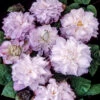 Klematis 'Veronica's Choice' -Hot Sale Wexthuset Store klattervaxt klematis veronicas choice