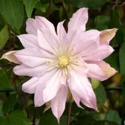 Klematis 'Violet Elizabeth'