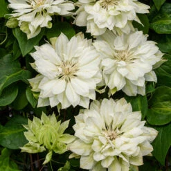 Klematis 'Yukiokosh' 5 Klematis 'Yukiokosh' -Hot Sale Wexthuset Store klattervaxt klematis yukiokosh 1