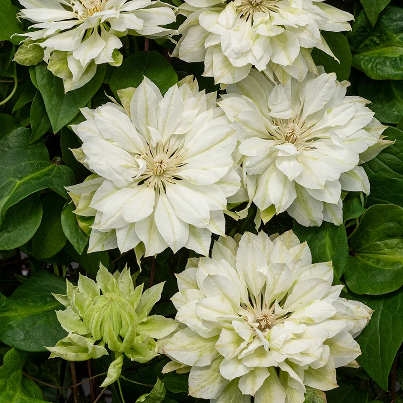 Klematis 'Yukiokosh' 4 Klematis 'Yukiokosh' - Image 2