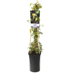 Murgröna 'Goldheart' -Hot Sale Wexthuset Store klattervaxt murgrona hedera helix goldheart