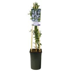 Säckbuske -Hot Sale Wexthuset Store klattervaxt sackbuske ceanothus thyrsiflorus repens