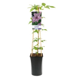 Klematis 'Hagley Hybrid' -Hot Sale Wexthuset Store klattervaxt storblommig klematis hagley hybrid