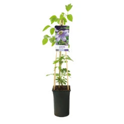 Klematis 'Blue Light' -Hot Sale Wexthuset Store klattervaxt storblommig ljusbla klematis blue light