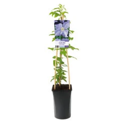Klematis 'Blue Angel' -Hot Sale Wexthuset Store klattervaxt storblommig vippklematis blue angel