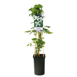 Klematis 'Grandiflora' -Hot Sale Wexthuset Store klattervaxt vit bergklematis clematis grandiflora