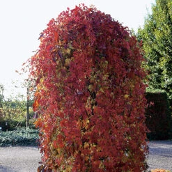 Klättervildvin -Hot Sale Wexthuset Store klattervildvin med roda blad