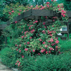 Ros 'Maiden's Blush' -Hot Sale Wexthuset Store klattrande ros maidens blush