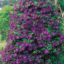 Klematis 'Etoile Violette'