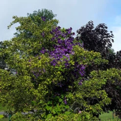 Klematis 'Jackmannii' -Hot Sale Wexthuset Store klematis klattrar i ett trad