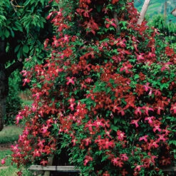 Klematis 'Madame Julia Correvon' -Hot Sale Wexthuset Store klematis madame julia correvon