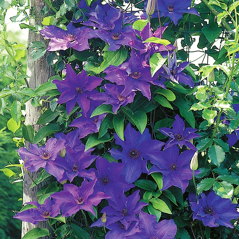 Klematis 'The President' 3 Klematis 'The President'