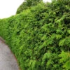 Thuja Brabant 15-40 Cm, 100-pack -Hot Sale Wexthuset Store klippt thujahack brabant 4