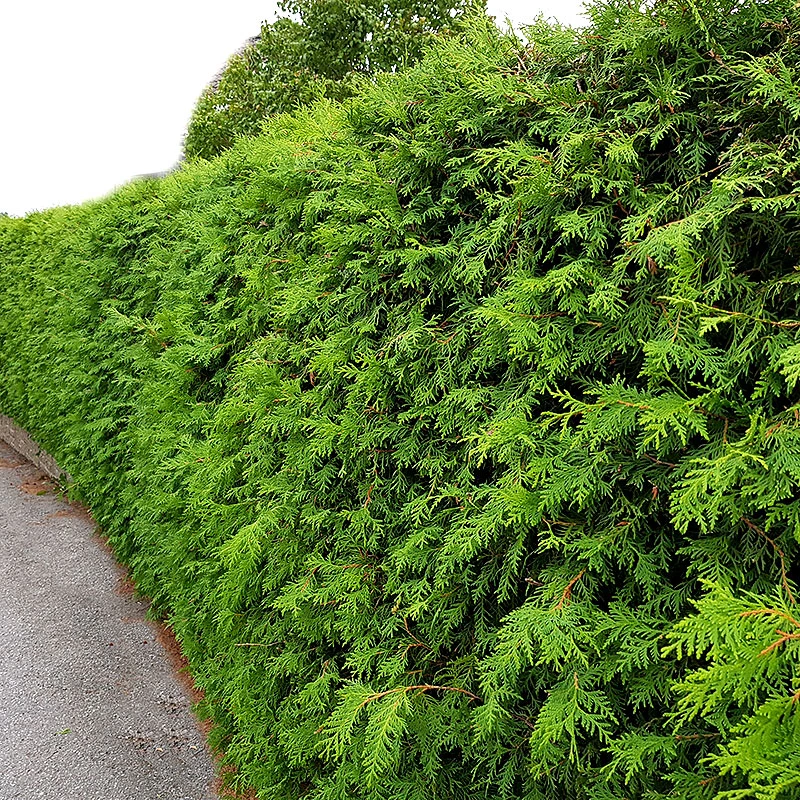 Thuja Brabant 15-40 Cm, 100-pack 3 Thuja Brabant 15-40 Cm, 100-pack