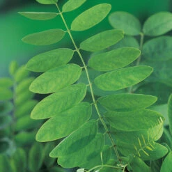 Klotrobinia, Robinia Pseudoacacia 'Umbraculifera', 100-120 Cm -Hot Sale Wexthuset Store klotrobinia robinia pseudoacacia umbraculifera blad