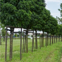 Klotrobinia, Robinia Pseudoacacia 'Umbraculifera', 100-120 Cm -Hot Sale Wexthuset Store klotrobinia robinia pseudoacacia umbraculifera fullvuxen