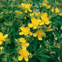 Knapphyperikum 'Gemo' 10-pack 5 Knapphyperikum 'Gemo' 10-pack -Hot Sale Wexthuset Store knapphyperikum gemo co 2