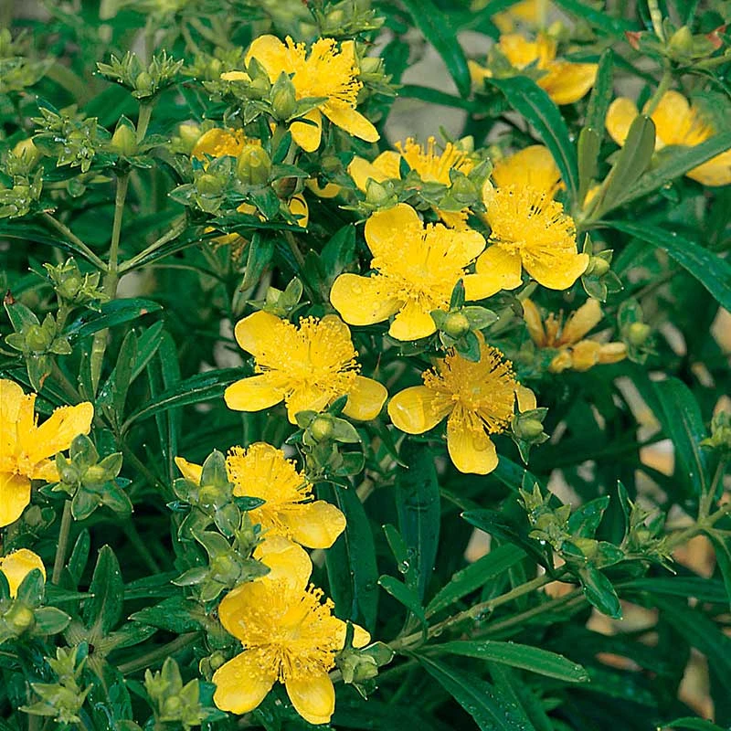 Knapphyperikum 'Gemo' 10-pack 4 Knapphyperikum 'Gemo' 10-pack - Image 2