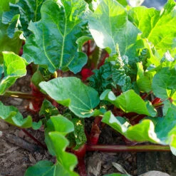 Rabarber 'Barbro', 1-pack