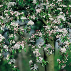 Korallapel, Malus Zumi 'Professor Sprenger'