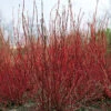 Korallkornell -Hot Sale Wexthuset Store korallkornell cornus alba sibirica 1