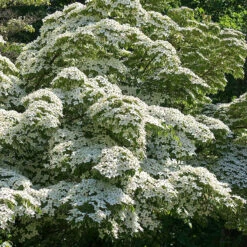 Koreansk Blomsterkornell