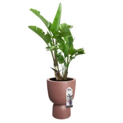Elho Kruka Pure Coupe 35 Cm, Rosabrun -Hot Sale Wexthuset Store kruka Pure coupe 35 cm rosabrun blomma