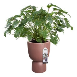 Elho Kruka Pure Coupe 41 Cm, Rosabrun -Hot Sale Wexthuset Store kruka Pure coupe 41 cm rosabrun blomma