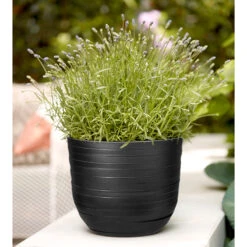 Elho Kruka Fuente Rings 30 Cm, Svart -Hot Sale Wexthuset Store kruka fuente rings svart