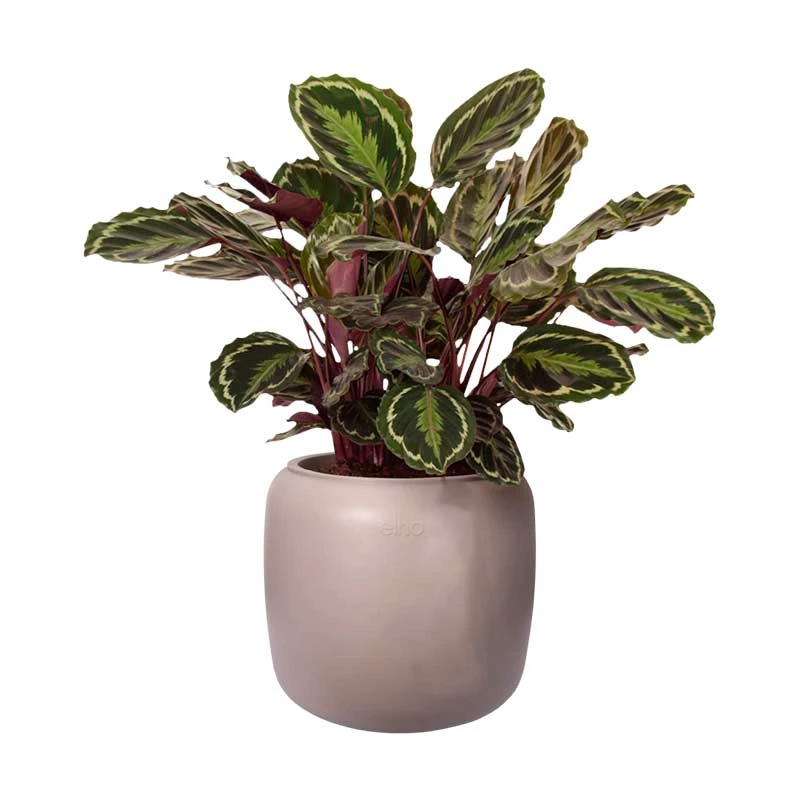 Elho Kruka Pure Beads Small 39 Cm, Rosa 4 Elho Kruka Pure Beads Small 39 Cm, Rosa - Image 2