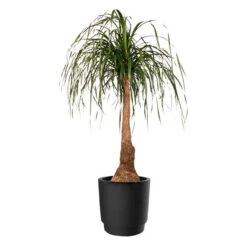 Elho Kruka Pure Grade 39 Cm, Svart -Hot Sale Wexthuset Store kruka pure grade svart stor krukvaxt