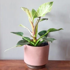 Kruka Suze 17 Cm, Rosa -Hot Sale Wexthuset Store kruka suze 17 cm rosa inspiration1