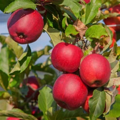 Äpple 'Katja' E - M Uppbindn