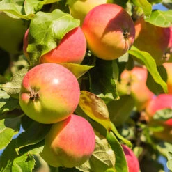 Äpple 'Mantet' - M Uppbindn