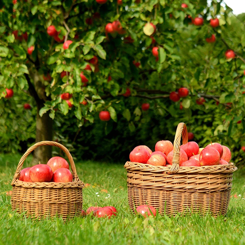 Äpple 'Mantet' 4 Äpple 'Mantet' - Image 2