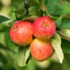 Äpple TRULSA® E - M Uppbindn -Hot Sale Wexthuset Store krukodlad apple trulsa e planta