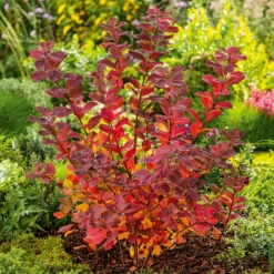 Björkspirea 'Tor' E-planta, 10-pack -Hot Sale Wexthuset Store krukodlad bjorkspirea tor e planta hostfarger