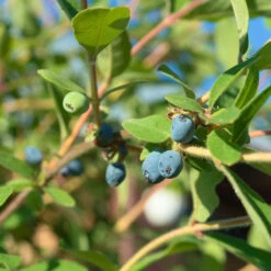 Blåbärstry 'ANJA' E-planta, 10-pack