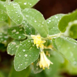 Blåbärstry 'ANJA' E-planta, 10-pack -Hot Sale Wexthuset Store krukodlad blabarstry anja e planta blomma