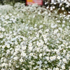 Brudslöja, 6-pack -Hot Sale Wexthuset Store krukodlad brudsloja 1